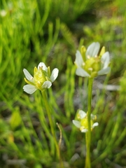 Kotzebue's grass of Parnassus (Parnassia kotzebuei)