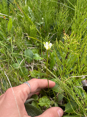 Kotzebue's grass of Parnassus (Parnassia kotzebuei)
