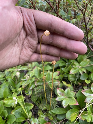 Kotzebue's grass of Parnassus (Parnassia kotzebuei)