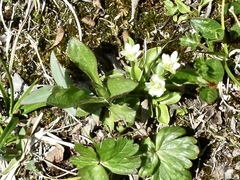 Kotzebue's grass of Parnassus (Parnassia kotzebuei)