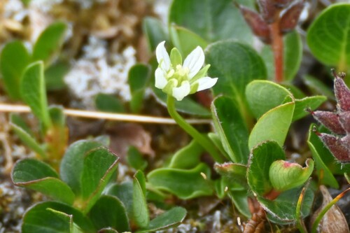 Kotzebue's grass of Parnassus (Parnassia kotzebuei)