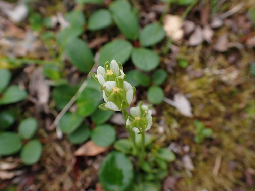 Kotzebue's grass of Parnassus (Parnassia kotzebuei)