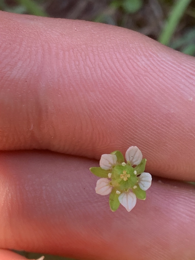 Kotzebue's grass of Parnassus (Parnassia kotzebuei)