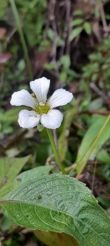 Parnassia nubicola (Parnassia nubicola)