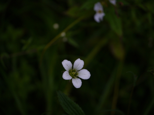 Parnassia nubicola (Parnassia nubicola)