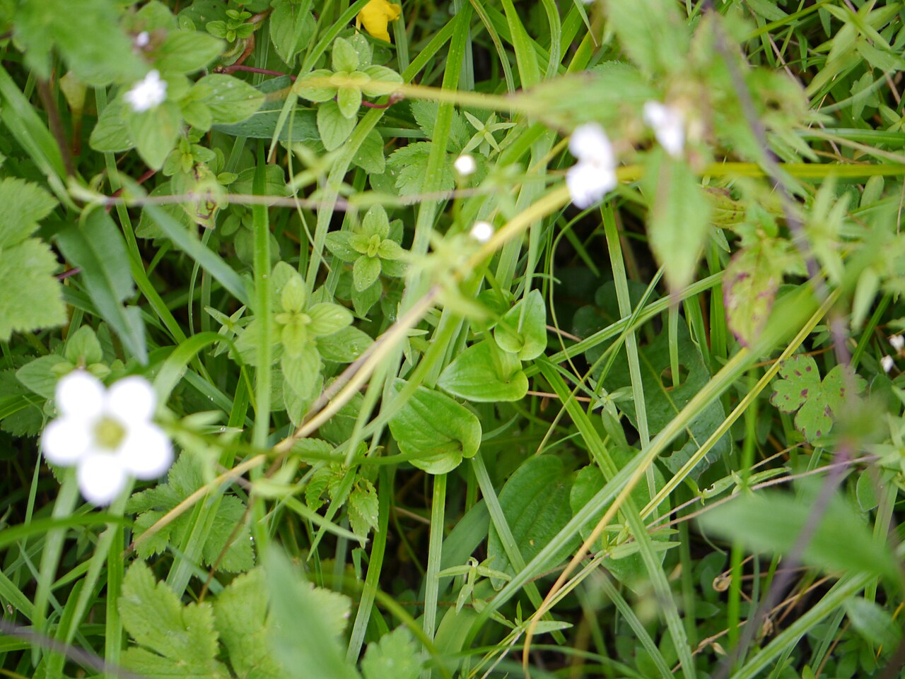 Parnassia nubicola: Parnassia nubicola