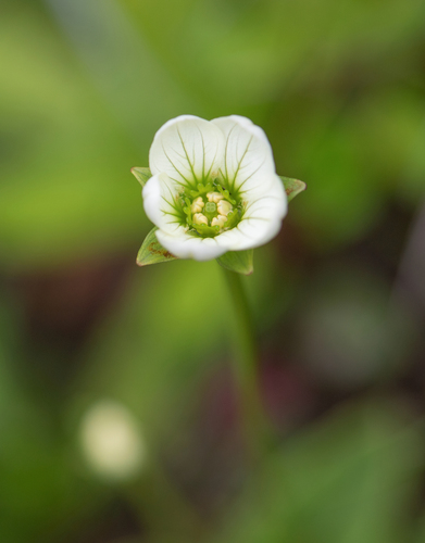 Parnassia nubicola (Parnassia nubicola)