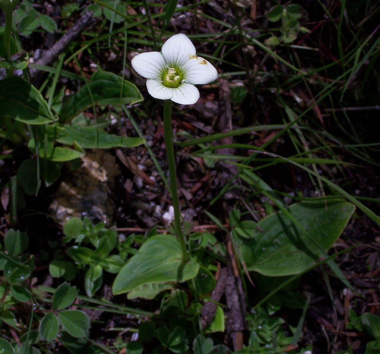 Parnassia nubicola: See User:Woudloper/Himalayan flora . Parnassia nubicola (Himalayan Bog Star). July, 3700 m, near Pangboche, Khumbu region, Nepal.