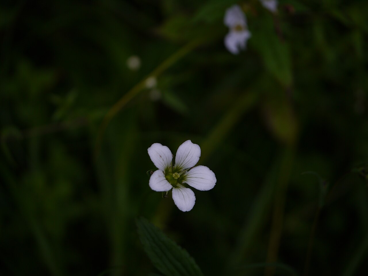 Parnassia nubicola: Parnassia nubicola