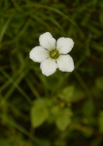 Parnassia nubicola (Parnassia nubicola)