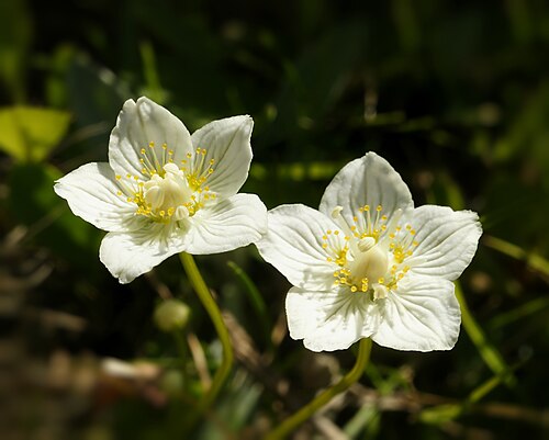 Grass-of-Parnassus: Parnassia, at the Simplon Pass , Wallis, Switzerland