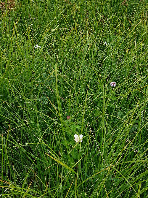 Grass-of-Parnassus: marsh grass of Parnassus, northern grass-of-Parnassus,just grass-of-Parnassus, bog star