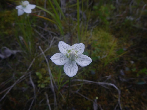 Grass-of-Parnassus (Parnassia palustris)