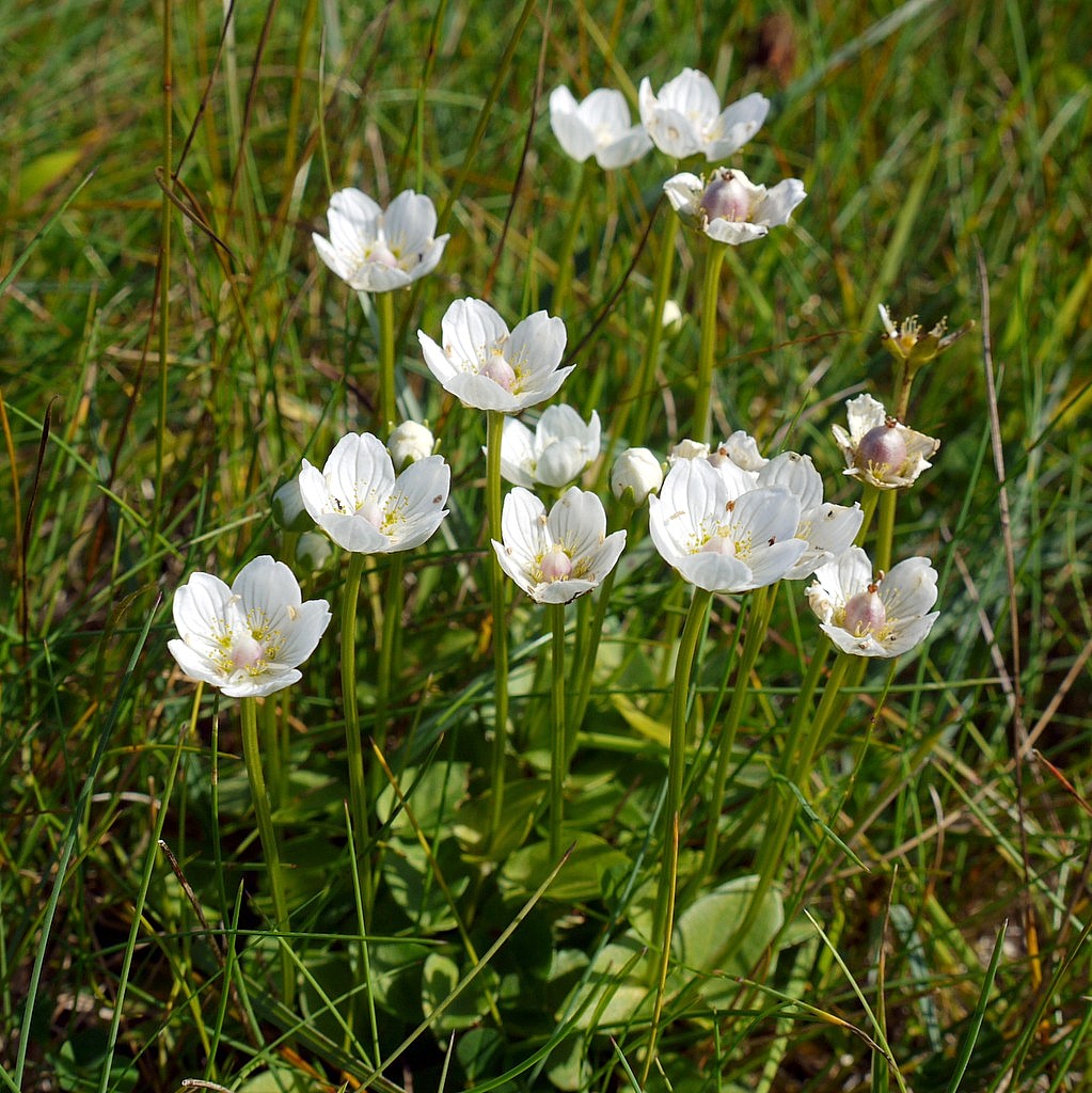 Grass-of-Parnassus: Grass-of-Parnassus (Parnassia palustris), Gearsan, Deerness