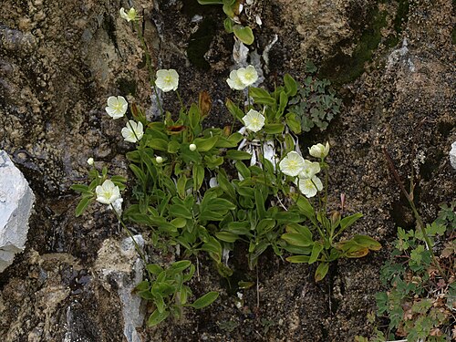Grass-of-Parnassus: bog star, Parnassia palustris, in mineral seep habitat, Sierra Nevada, elevation 2695 m