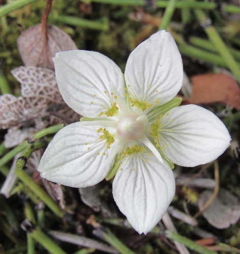 Grass-of-Parnassus (Parnassia palustris)