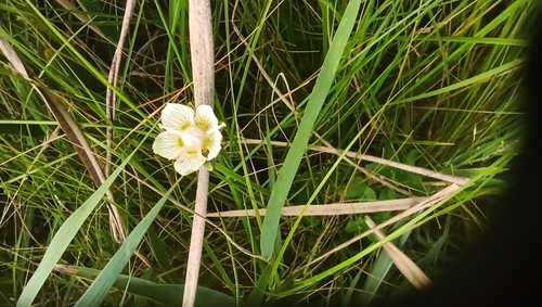 Grass-of-Parnassus (Parnassia palustris)