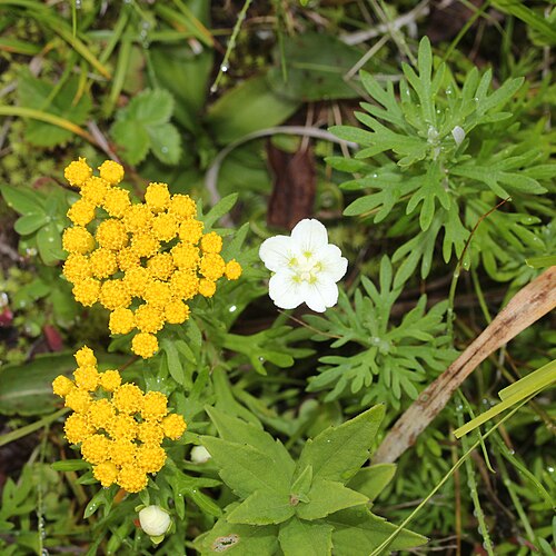 Grass-of-Parnassus: Chrysanthemum rupestre and Parnassia palustris in Mount Hijiri, Iida city, Nagano prefecture, Japan.