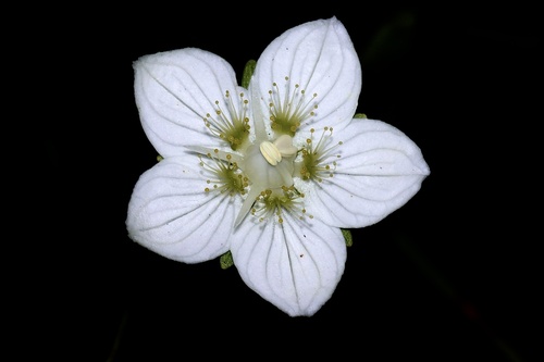 Grass-of-Parnassus (Parnassia palustris)