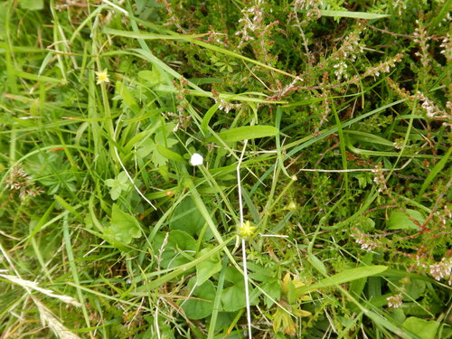 Grass-of-Parnassus (Parnassia palustris)