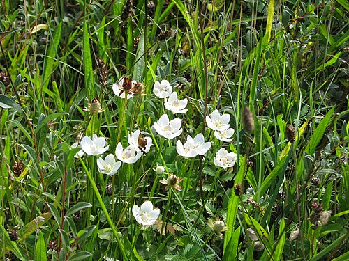Grass-of-Parnassus: Grass-of-Parnassus in Voornes Duin, NL