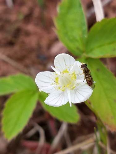 Grass-of-Parnassus (Parnassia palustris)