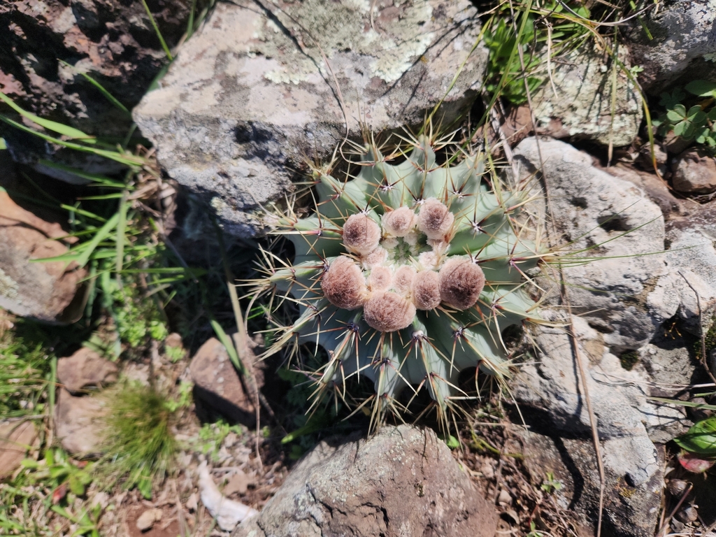 Parodia buiningii (Parodia buiningii)
