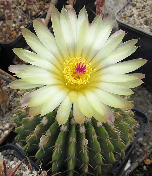 Parodia buiningii: Parodia buiningii in Kultur