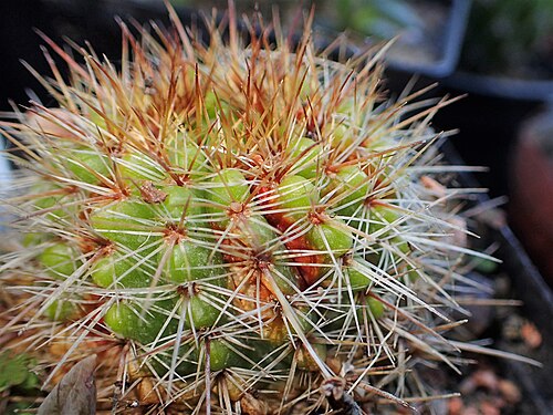 Parodia buiningii: Parodia buiningii in Botanical Garden of PBA Institute in Bydgoszcz