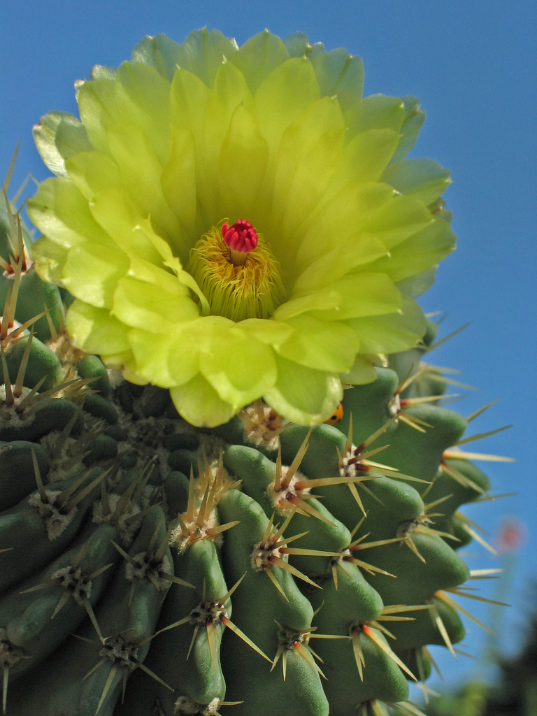 Parodia buiningii: Gelbe Bl�te eines Kaktusses (Parodia) ~ Notocactus buiningii (Parodia buiningii) - vahrscheinlich Hybr.