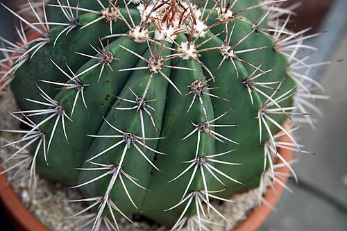 Parodia buiningii: Location taken: Merrifield Garden Center, Fairfax VA USA. Names: Notocactus buiningii Buxb., Blue Sunrise Barrel Cactu Classification: Plantae > Magnoliophyta >