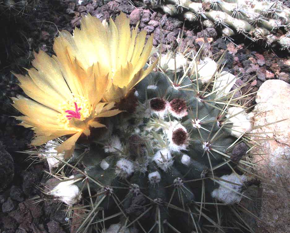 Parodia buiningii: Notocactus buiningii