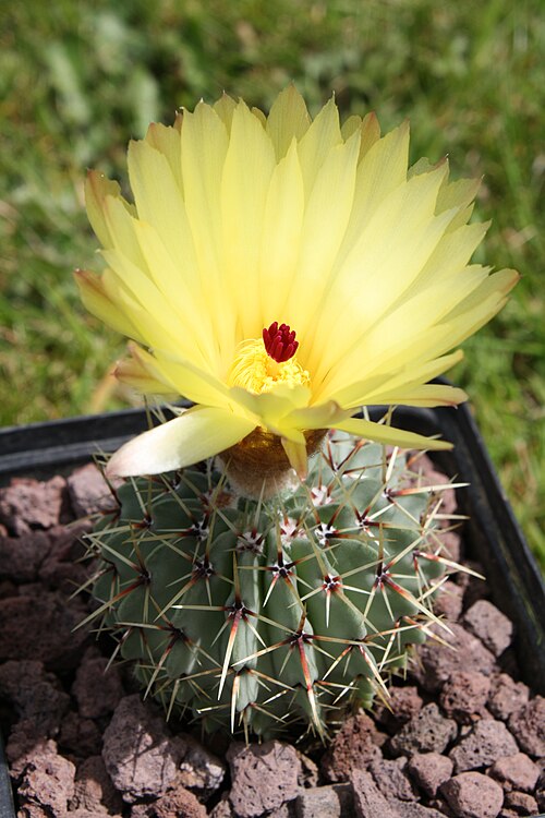 Parodia buiningii: Parodia buiningii en fleurs
