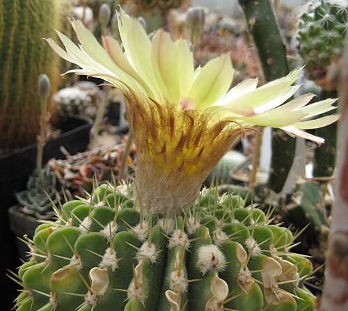 Parodia buiningii: Parodia buiningii in Kultur