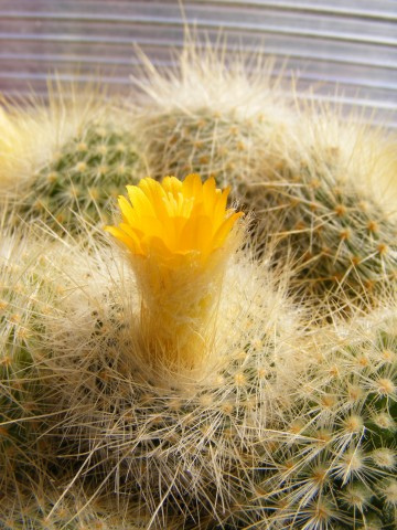 Parodia chrysacanthion: Free Photos – Cacti with Yellow Flowers More Photos and Full Size Up to 3072 x 2304 pixels public-photo.net/plants/cacti-with-yellow-flowers/ Information Regard