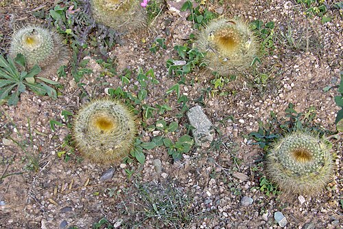 Parodia chrysacanthion: Parodia chrysacanthion (K.Schum.) Backeb. , photographié dans la cactuseraie de Tilcara, Argentine.