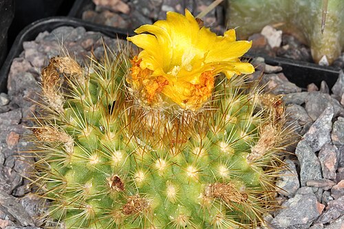 Parodia chrysacanthion: Parodia saint-pieana