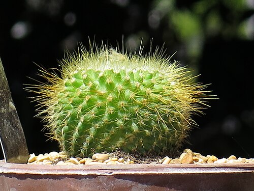 Parodia chrysacanthion: Parodia chrysacanthion