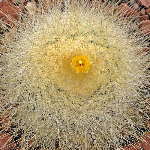 Parodia chrysacanthion: Parodia chrysacanthion