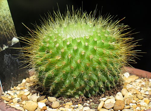 Parodia chrysacanthion: Parodia chrysacanthion