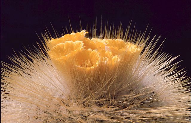 Parodia chrysacanthion: Parodia chrysacanthion