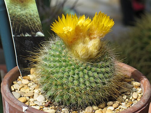 Parodia chrysacanthion: Una pianta di parodia chrysacanthion in fiore