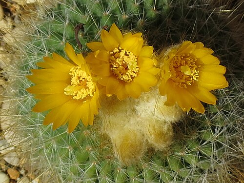 Parodia chrysacanthion: I fiori della parodia chrysacanthion