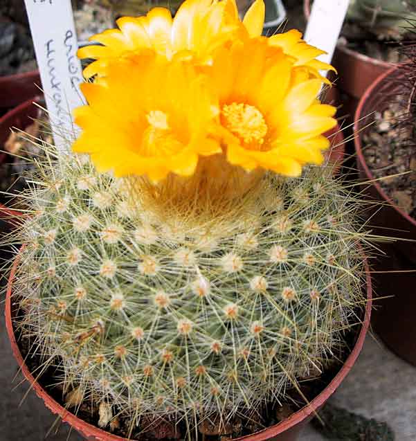Parodia chrysacanthion: Parodia chrysacanthion