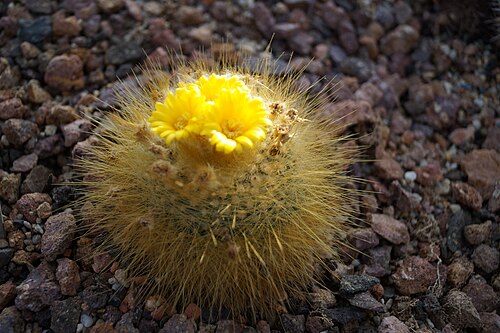 Parodia chrysacanthion: Der Botanische Garten am Institut für Pflanzenwissenschaften der Karl-Franzens-Universität Graz befindet sich im dritten Grazer Stadtbezirk Geidorf. Die aktuell