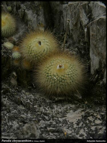 Parodia chrysacanthion (Parodia chrysacanthion)