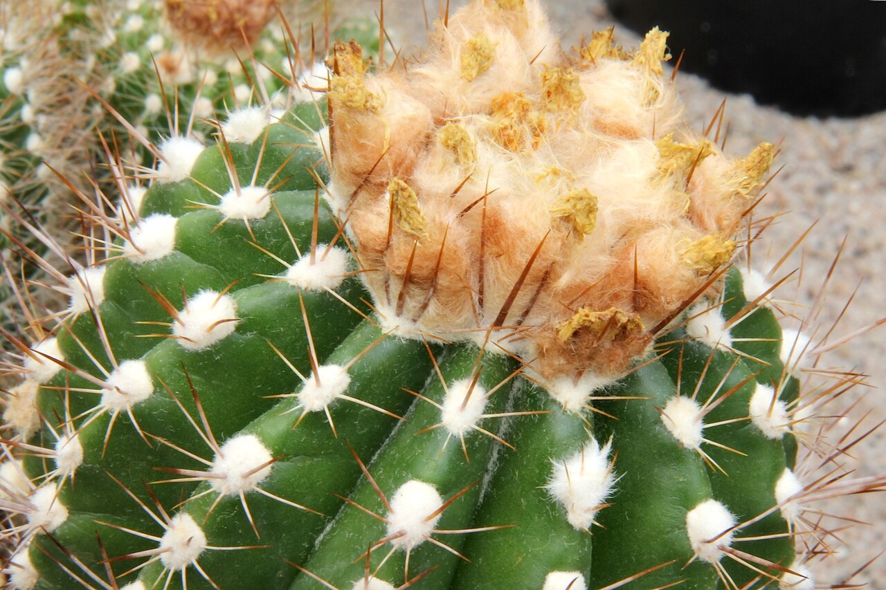 Parodia columnaris: Parodia columnaris