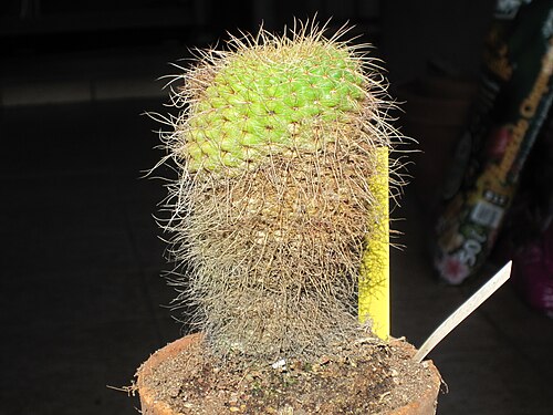 Cactus: Una vecchia pianta di parodia concinna