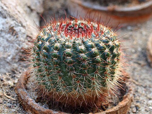 Cactus: Parodia concinna (syn. Parodia tabularis subsp. tabularis ) cultivated in Wrocław University Botanical Garden, Wrocław, Poland.
