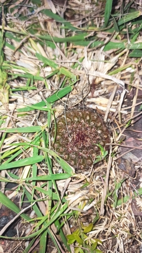 Cactus (Parodia concinna)